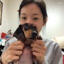 우리들의 댕댕이 이미지