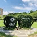 설록차전시관 | 제주여행)서귀포카페 오설록 티뮤지엄 방문후기!!