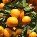 예진농장 이미지