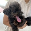 디어펫살롱 이미지