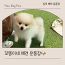 김포 애견호텔 애견유치원 꼬똥이네 | 김포 반려견 운동장 수영장이 있는 꼬똥이네 애견 카페