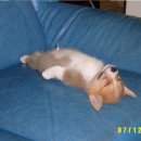 팔자좋은강아지 이미지