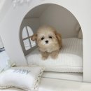 토이주니