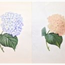 꽃그림 색연필화 이미지