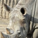 코뿔소PC 이미지