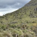 봄메디케어 | 호주워홀에서 영주권까지 타임라인. 호주에서 호주간호사 면허전환한 후기. 호주간호사 타임라인