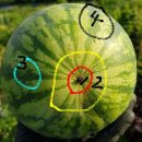 애플수박 수확 시기? 이미지