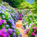 섬 전체가 수국 정원... 향긋한 쑥과 수국이 어우러진 바다 위 비밀정원 이미지