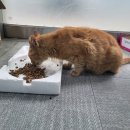 김밥나라 공항점 이미지