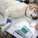 대구축산 동물병원 이미지