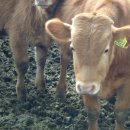 순한농장 이미지