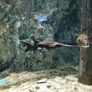 아쿠아리움 이미지