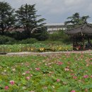 경주연꽃단지 이미지