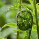 고사리곡 이미지