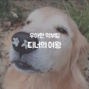 여왕상회 이미지