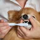 이미지덴탈 이미지