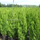 백삼농장 이미지