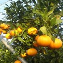 사은농장 이미지