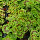 샛별농장 이미지