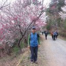 진해 웅산 벚꽃길 12km 등산(제1041차) 이미지