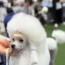 크러쉬 푸들 이미지