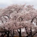 공주 구박물관 벚꽃 이미지
