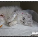 미드미동물병원 이미지