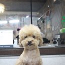 토토펫살롱 이미지