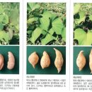 구황작물 이미지