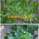 성경에 나온 식물, 쥐엄나무 열매(carob tree) 이미지