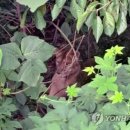한사자농장 이미지