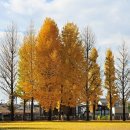 은행나무숲 입구 이미지