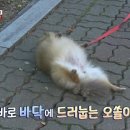 동물농장 이미지