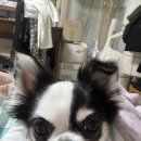 몽통구리 이미지