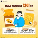 벌꿀과 사양벌꿀 차이점 / 식품의약품안전처 / 이미지