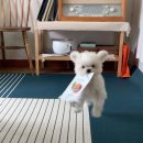 행복한강아지 이미지