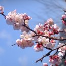 매화마을길 이미지