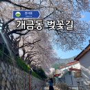 주례초등학교 | 이번 주가 마지막이에요! 개금동 벚꽃길 실시간 분위기!