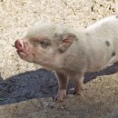 현명축산 이미지