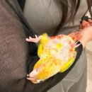 미어캣 | [혜화 데이트] 대학로 이색 실내 데이트 추천 ‘미어캣파크’ 후기 (주차,위치,입장료)