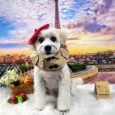 땡자네 묭실 이미지