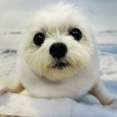 발편한동물병원 | 강아지 다리 절뚝거림, 결국 다시 찾은 마음을 나누는 동물병원｜솜이의 두 번째 진료 이야기