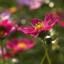 대석초등학교 이미지