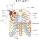 김용호 자료-서양체육사 이미지