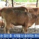 소축사 이미지
