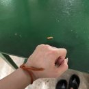 코사무이 | 코사무이 스노쿨링 &amp; 다이빙 후기｜직접 해보고 느낀 현실 리뷰 (코타오-코낭유안)