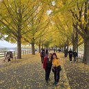 곡교천 은행나무길 이미지