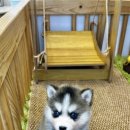 테일러퍼피 이미지