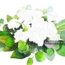 수채화 일러스트 이미지