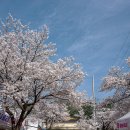 제천 청풍호 벚꽃 축제(2024.4 7 일-카페지기) 이미지